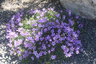 Le Domaine de Bella - Dangé - 2