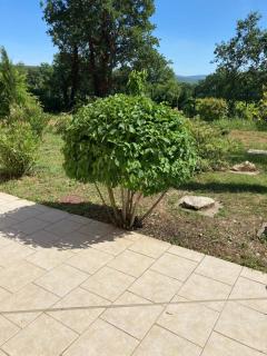 La Bastide de l'Olivier - Flassan - 6