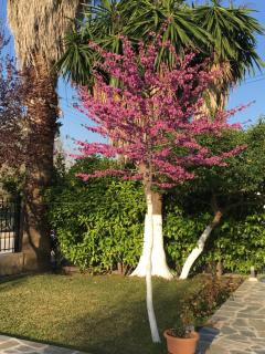 Kardiakafti Village - 1