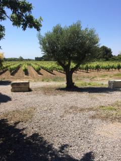 Séjour au calme au milieu des vignes - Loupian - 4