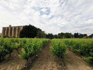 Séjour au calme au milieu des vignes - 3