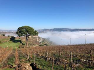 Quinta dos Espinheiros - Provesende - 4