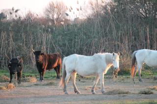 LA DEMEURE Bed and Breakfast - Aubais - 3