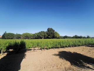 Séjour au calme au milieu des vignes - Loupian - 9