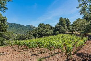 Picassa - Pollença - 1