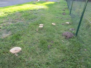 rekreační dům levandule - 5