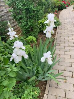 Pastel Guesthouse - Balatonfüred - 8