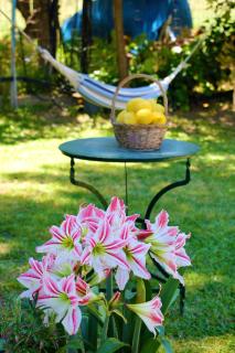 Amarynthos Beachfront Vacation House with garden - Áno Váthia - 1