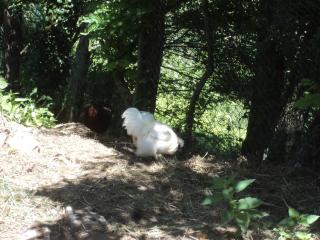 La Bastide de la Reine Margot - Beaumont - 4