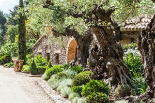 Domaine Les Mésanges - Saint-Tropez - 0