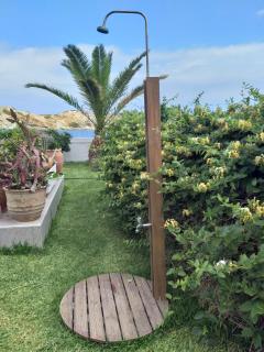 Golden Shell - Ligaria - 2