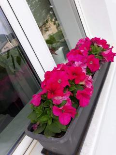 Mistel Apartman - Bodensdorf - 5