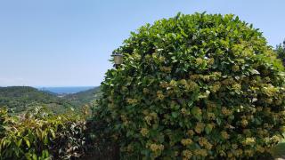 Villa Claudia - Quiliano - 1