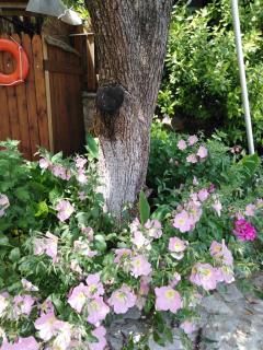 Villa Dimitra Nikiana - 1