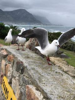 The Sun, Whales & Waves - Seafront Apartment - Hermanus - 4