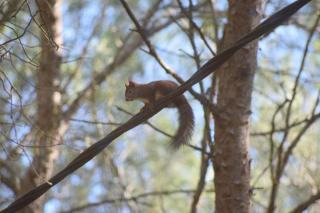 Le Gîte des écureuils - 2