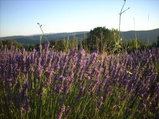 GITE PROVENCE LUBERON -PACA- Acces PMR-ANCV - Revest-des-Brousses - 1