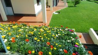 Alice´s House - Horta - 9