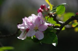 A l'Ombre des Pommiers - 6