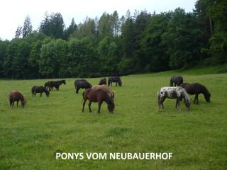 Neubauerhof - 5