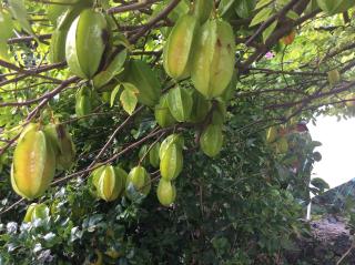 Gîtes dans un jardin - Terre-de-Haut - 4