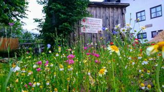 Pension Philippsreut "Zum Pfenniggeiger" Am Goldsteigwanderweg - Philippsreut - 1