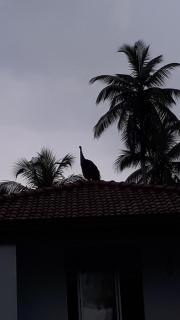 Sylvan Villa - Bentota - 8