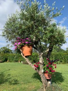 Quinta do Pinheiral - Favões - 9