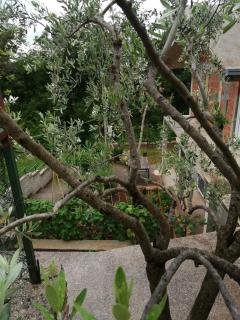 Apartman Aronia - Kotor - 4