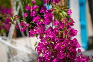 Heritage Villa Laurel - 3