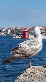 Apartments Piran - Piran - 9