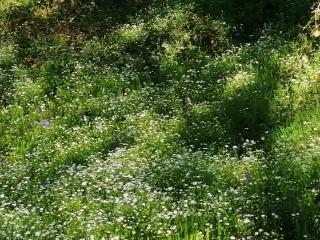 La Gaucherie aux Dames - 6