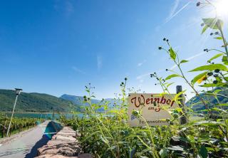 Weinhof am See - Caldaro - 5