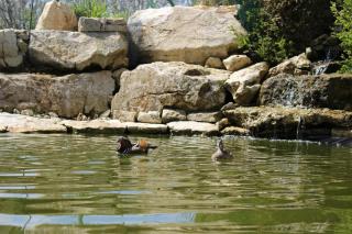Les Mandarins - Baladou - 5