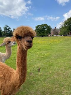 Singleton Lodge Country House Hotel - Poulton le Fylde - 4