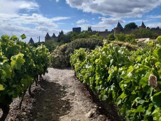 Domaine Fontgrande Gîte - Carcassonne - 1