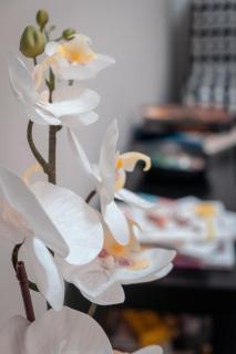 Civico 8 B&B - Appartamento - Parma - 8