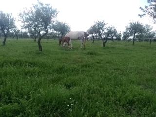 Studio indépendant dans Ferme Equestre - Aups - 9
