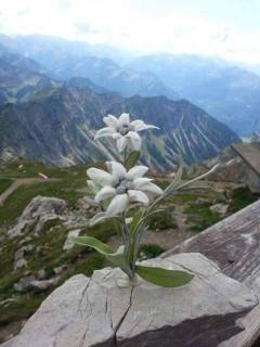 Apartament 2 cam Predeal - 2