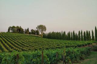 Villa Nottola - Montepulciano - 5