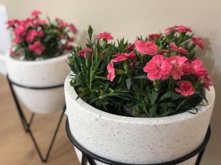 MiTRa Luxury Apartments - 5