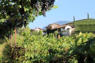 Weingut Eberlehof - 6