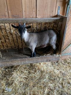 Gite 1er Cru - La Loubertine - 4
