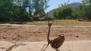 Shondoro Mountain Retreat - Vaalwater - 7