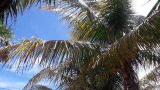 Margarita del Sol Hotel Costa Maya - Mahahual - 8