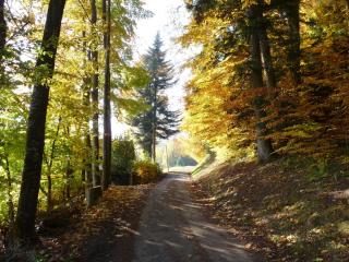 Locations Dupertuis Alsace - Le Hohwald - 6