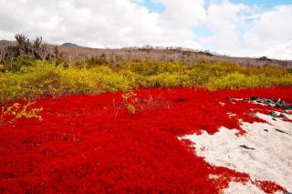 Black Beach House - Floreana - 3