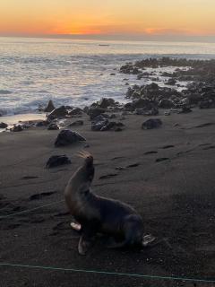 Black Beach House - Floreana - 7