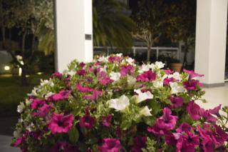 Hotel Fortunella - Lido di Camaiore - 5