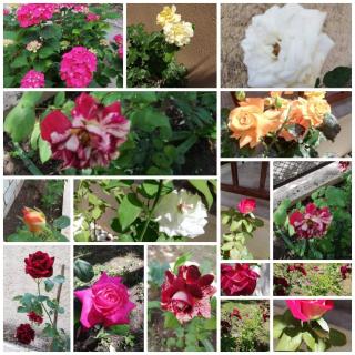 John and Tania's Garden - Prinos - 8